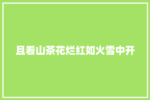 且看山茶花烂红如火雪中开