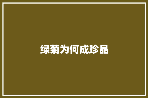 绿菊为何成珍品