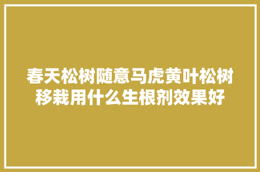 春天松树随意马虎黄叶松树移栽用什么生根剂效果好