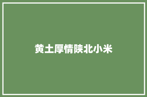 黄土厚情陕北小米