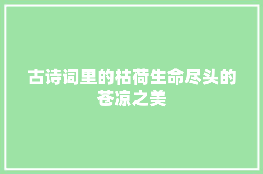 古诗词里的枯荷生命尽头的苍凉之美