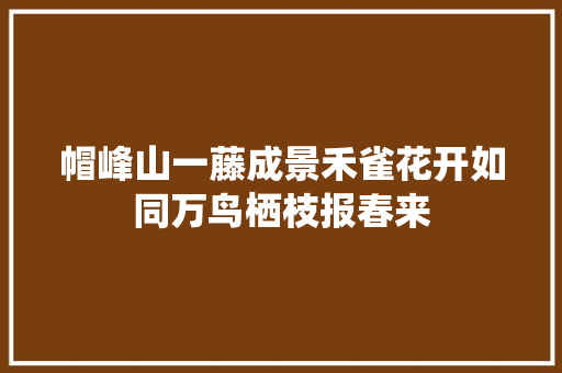 帽峰山一藤成景禾雀花开如同万鸟栖枝报春来