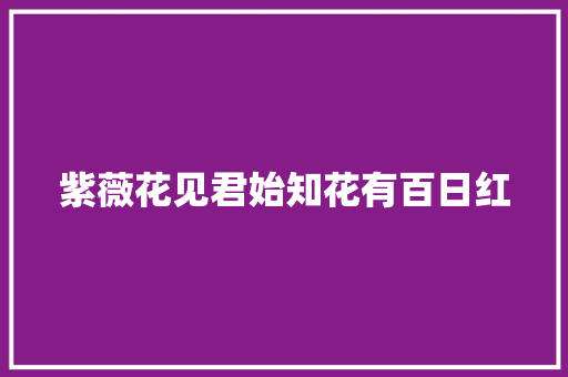 紫薇花见君始知花有百日红