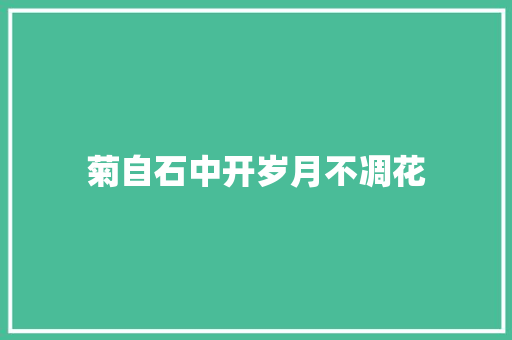 菊自石中开岁月不凋花