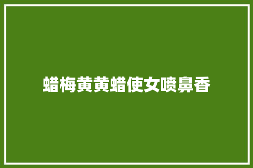 蜡梅黄黄蜡使女喷鼻香
